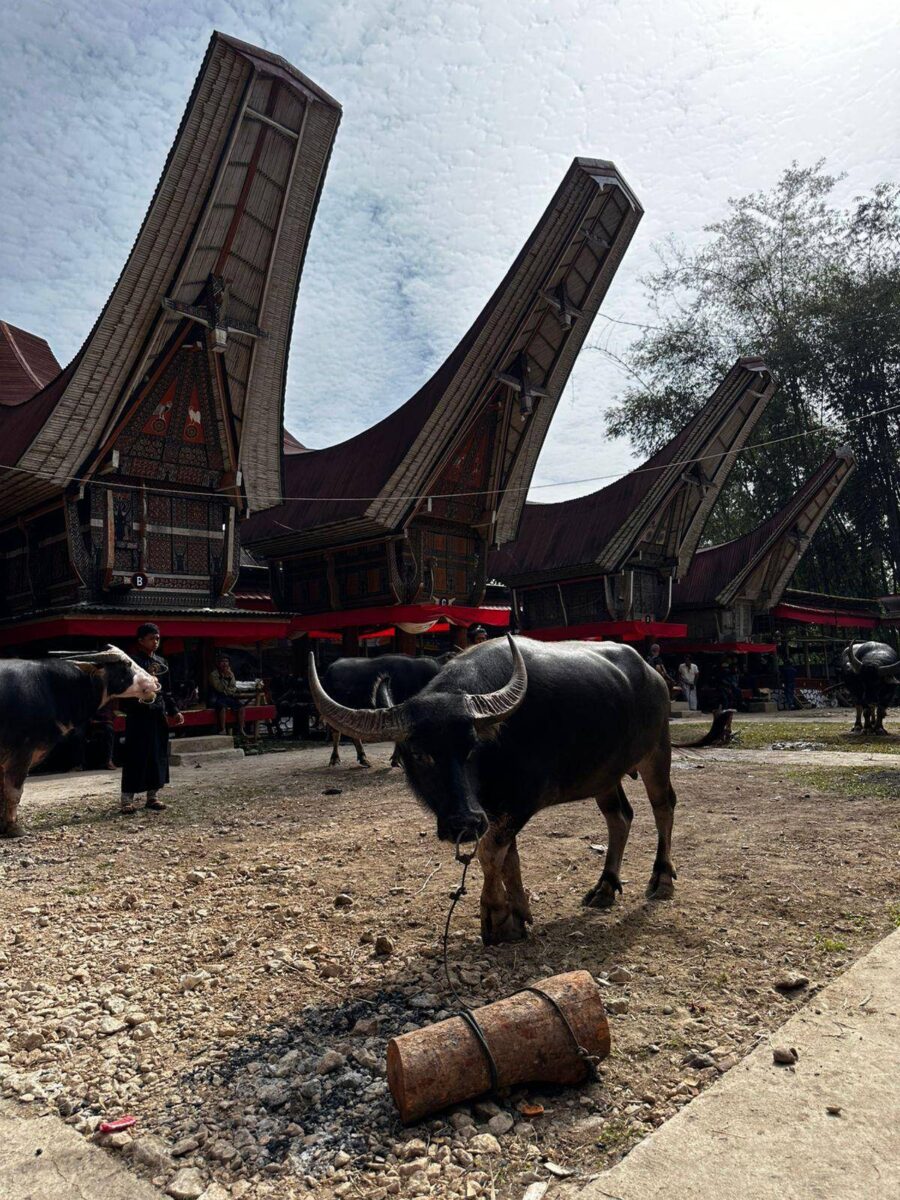 Mountain road in Sulawesi leading towards Tanah Toraja, lined with lush green hills and traditional houses in the distance