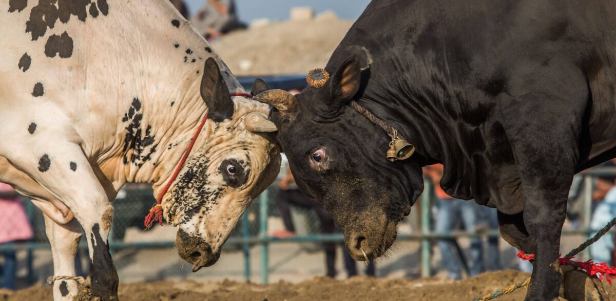 Mountain road leading through a rocky wadi valley with a historic fort and palm oasis in northern Oman