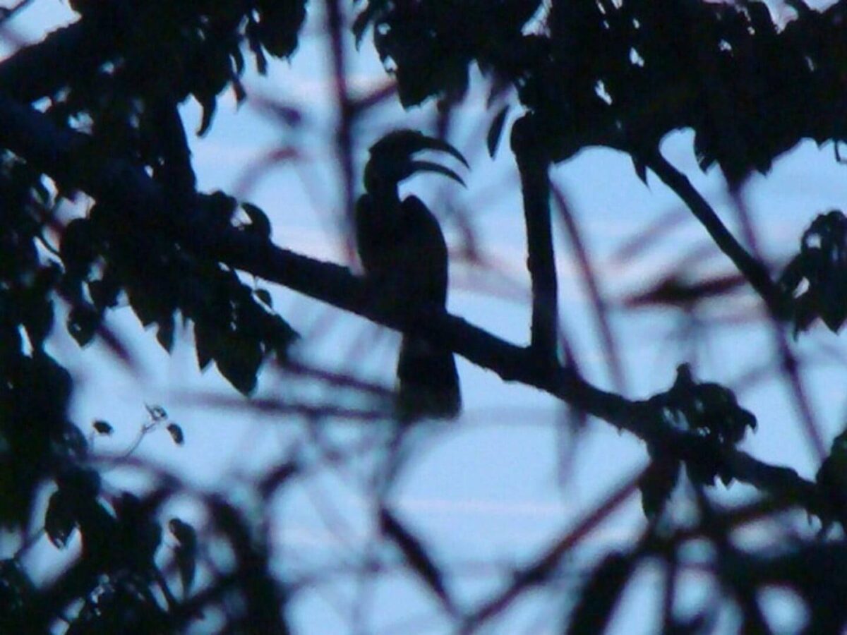 Night view of rainforest hills on Langkawi with a colourful sunset sky