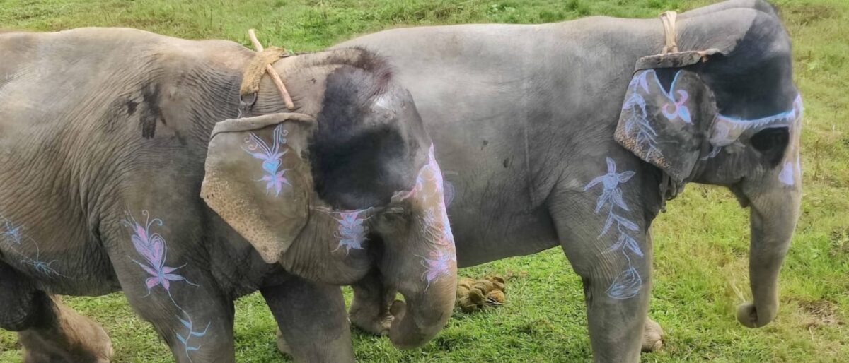 One-horned rhinoceros grazing in tall grass in Chitwan National Park with forest in the background