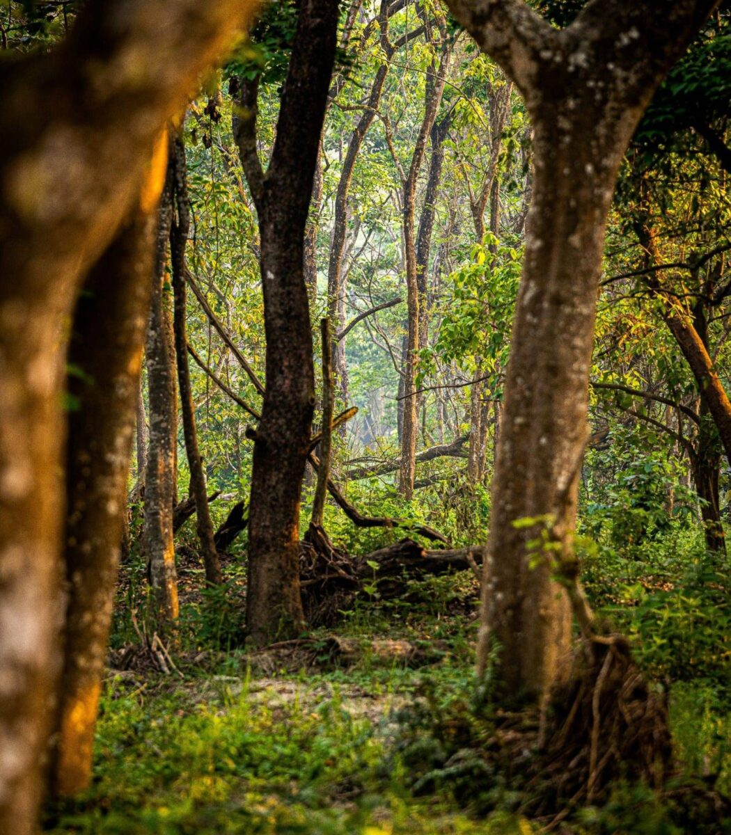 Open-top jeep driving through grasslands in Chitwan National Park with forest backdrop