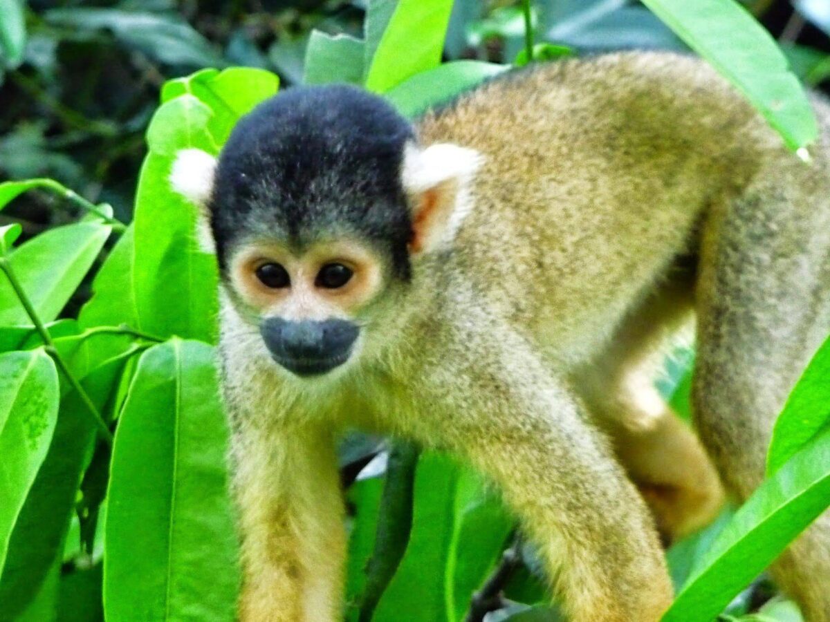 Pair of bright macaws perched on a tree above a cliff in Madidi National Park, with lush green forest below
