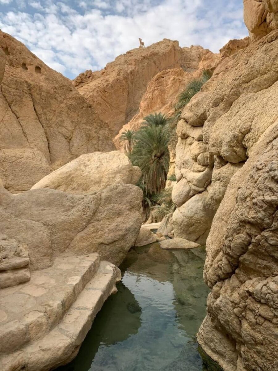 Palm-fringed mountain oasis with clear water stream and rocky cliffs near Tozeur in southern Tunisia