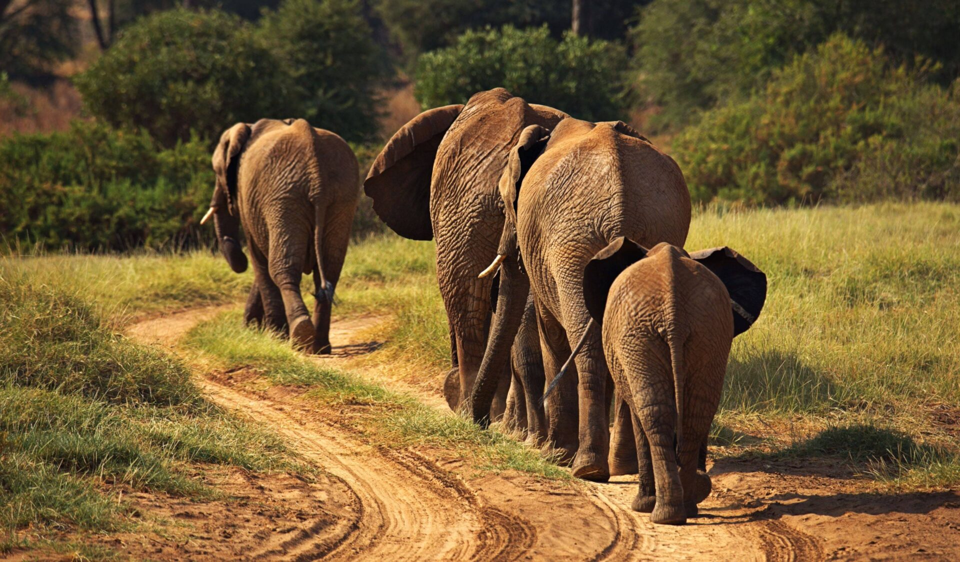 Panoramic view of Kenyan savannah with grazing wildlife under a wide sky at sunset, symbolizing an adventurous safari journey through Kenya’s national parks
