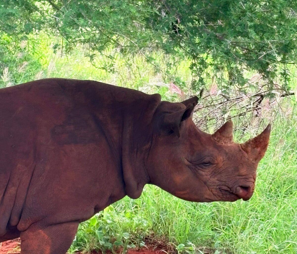 Panoramic view of Ngorongoro Crater with grasslands, a lake and wildlife scattered across the crater floor