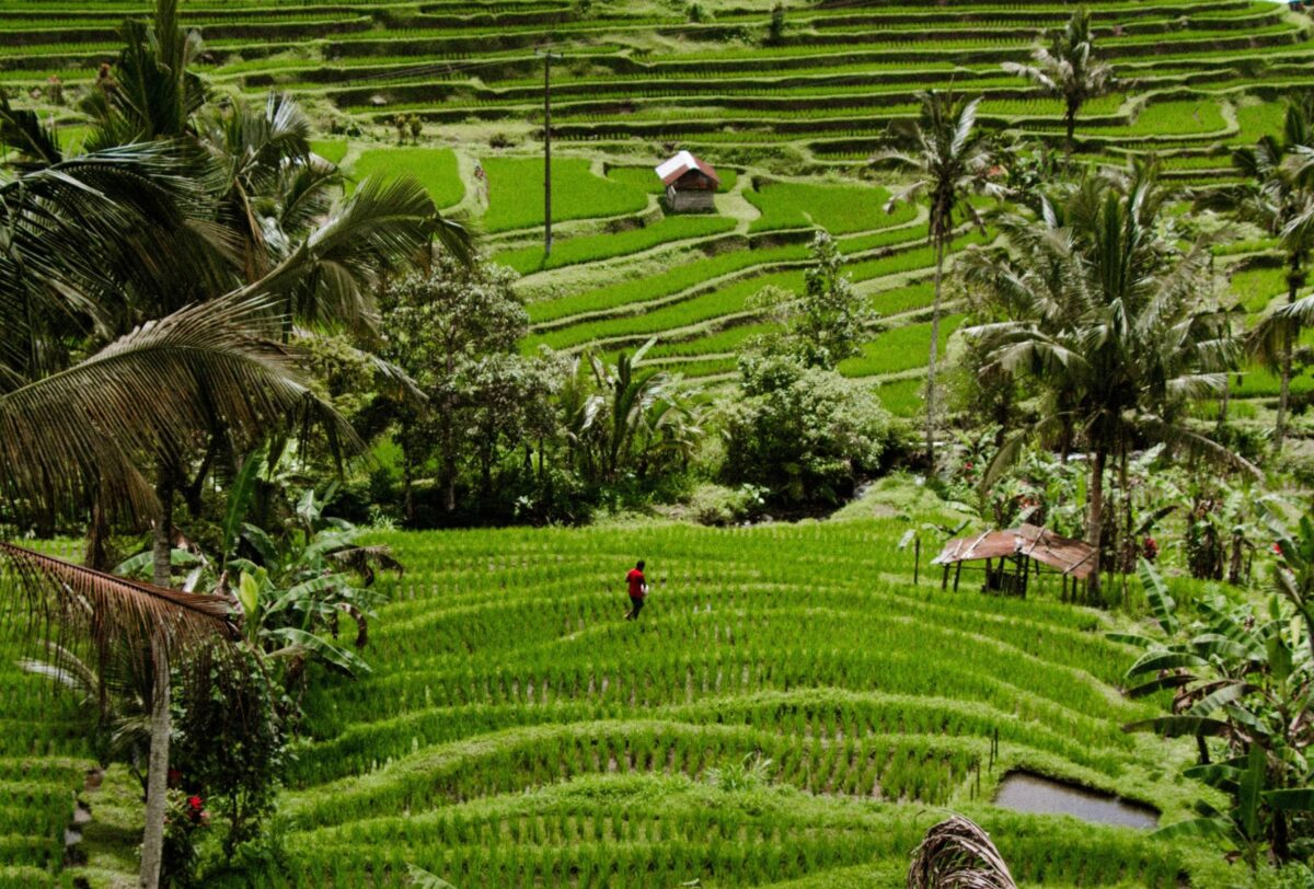 Panoramic view of terraced rice fields in Jatiluwih, Bali, under a cloudy sky