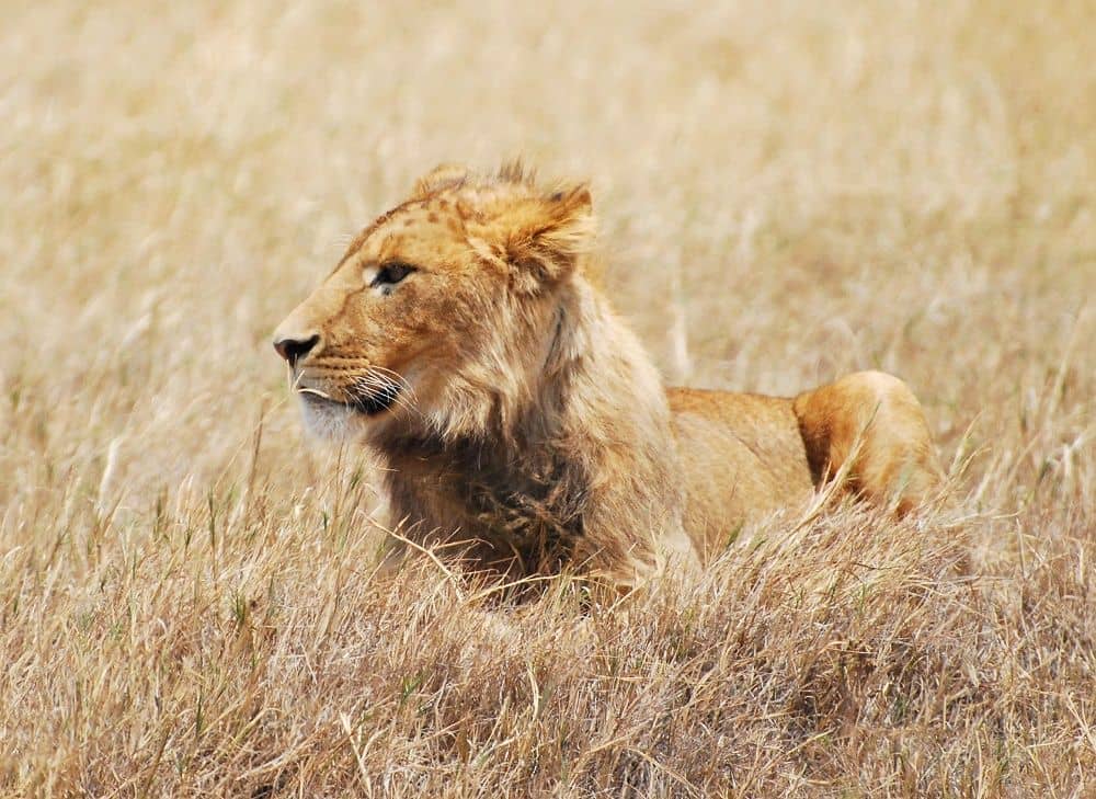 Panoramic view over the green Ngorongoro Crater with wildlife on the crater floor