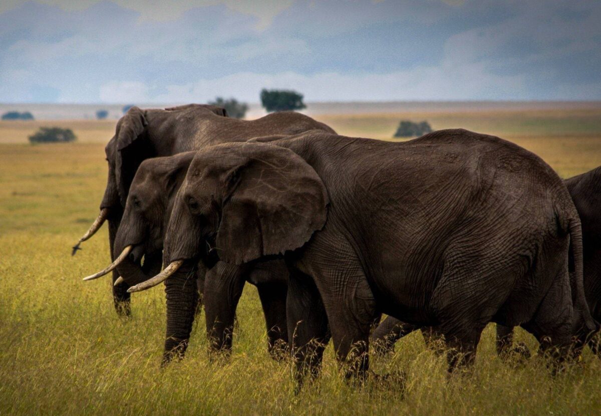 Panoramic view over the lush Ngorongoro Crater with wildlife grazing on the crater floor