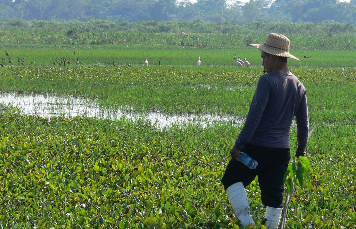 Pink river dolphin surfacing in the Yacuma River with lush green Pampas vegetation in the background in Bolivia