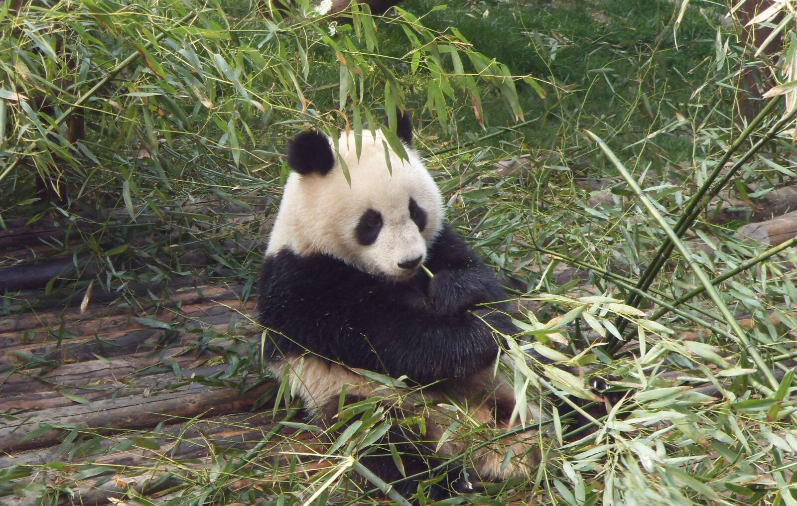 Giant panda sitting in a leafy enclosure eating bamboo at a breeding center near Chengdu