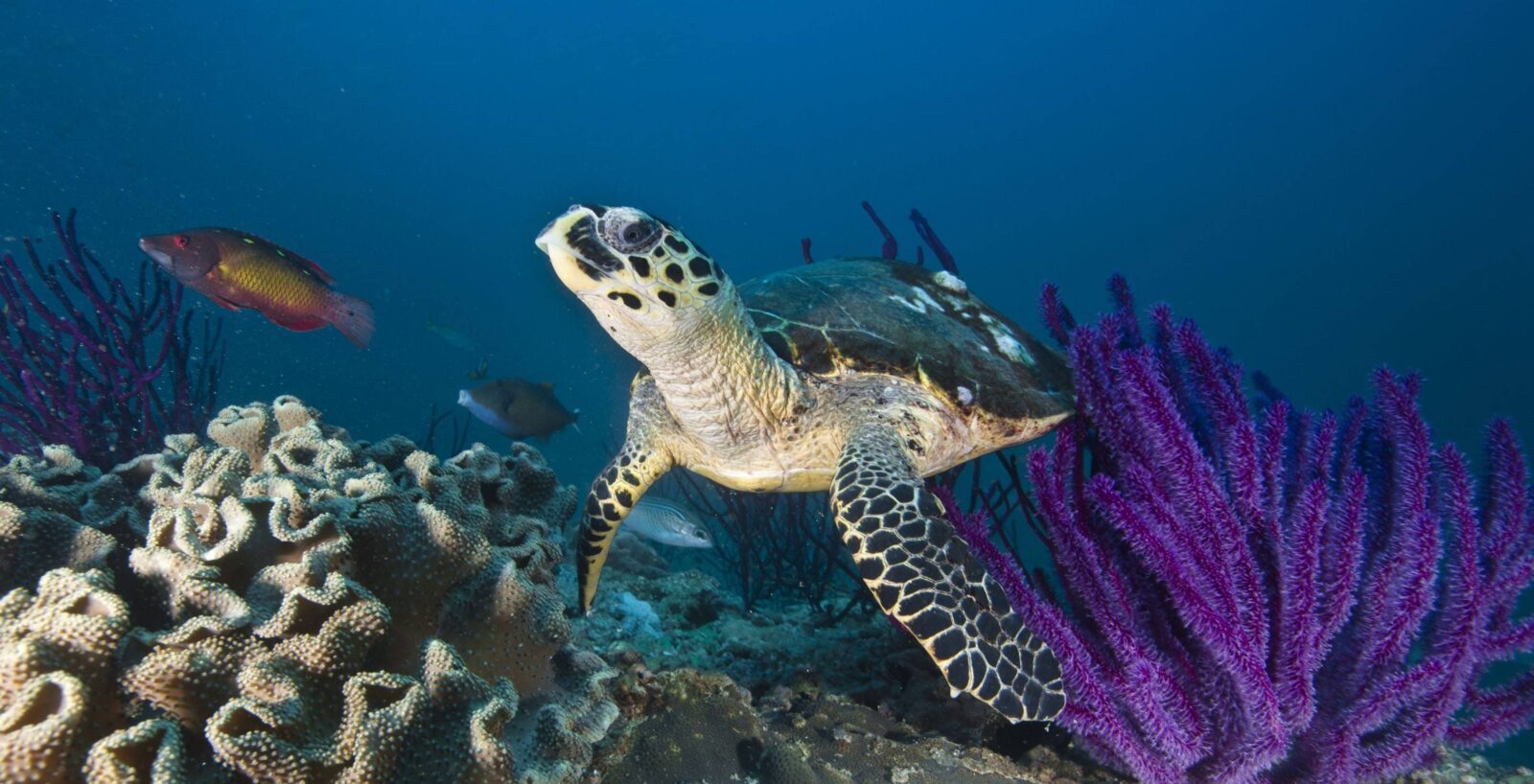 Coastal road in Oman curving along turquoise sea cliffs with mountains in the background