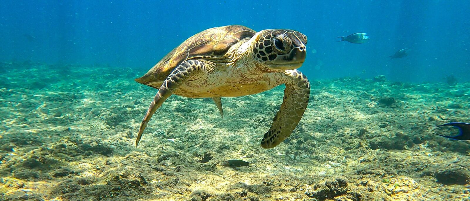 Sea turtle on a sandy beach near Ras Al Jinz at night in Oman