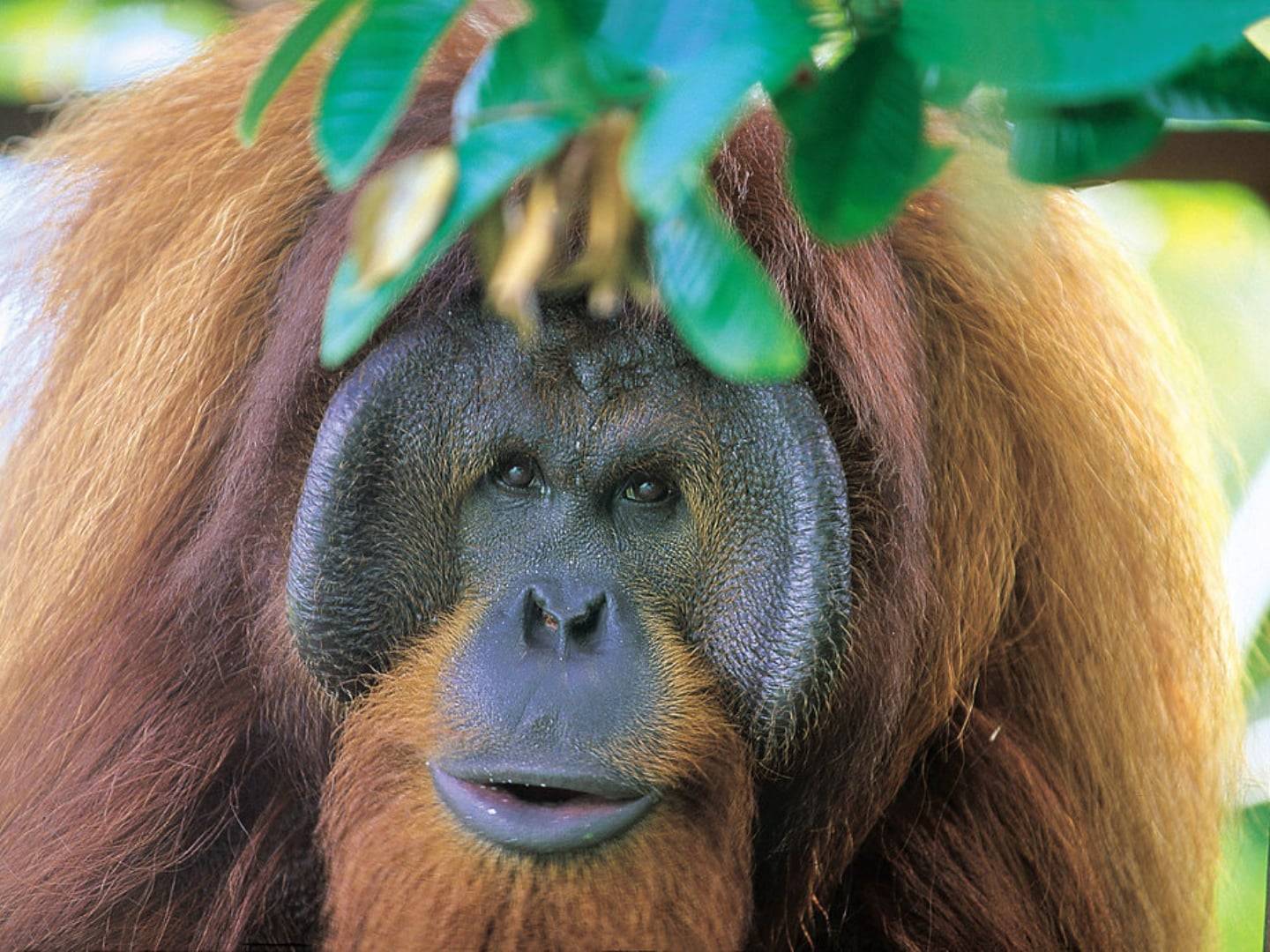 Semi-wild orangutan climbing a tree at Semenggoh Wildlife Centre near Kuching