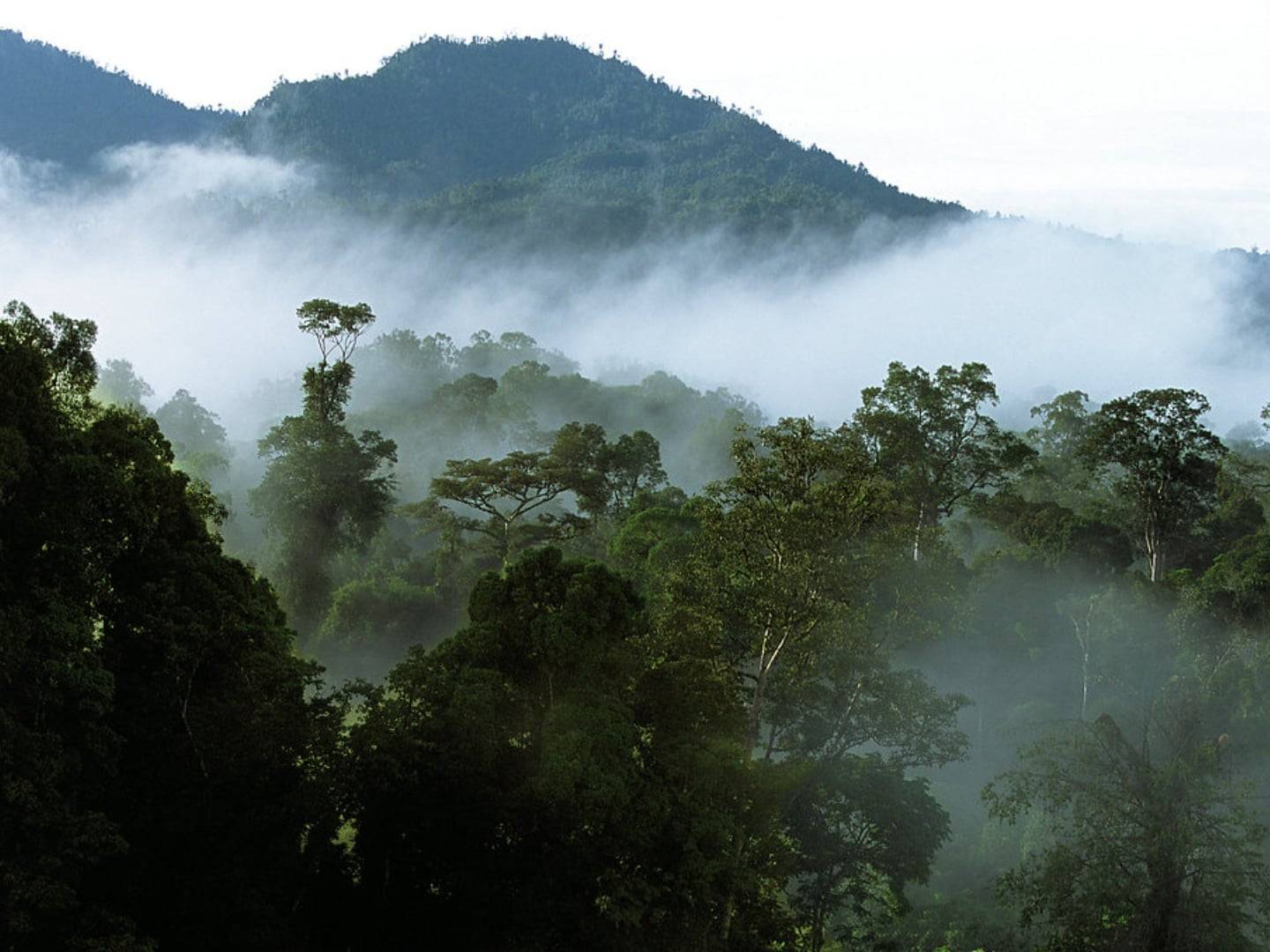 Entrance of a large limestone cave surrounded by dense rainforest in Gunung Mulu National Park