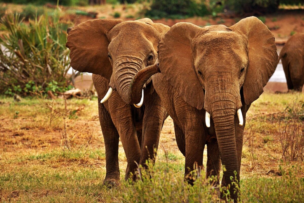 Red-dusted elephants walking through the savannah of Tsavo West National Park with acacia trees and hills in the distance
