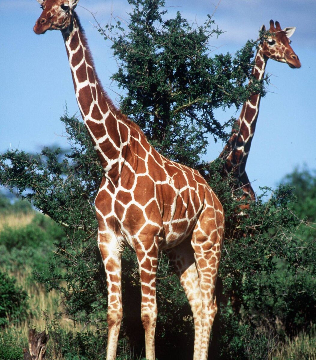 Reticulated giraffes and Grevy’s zebras grazing on the open plains of Samburu National Reserve with hills in the background