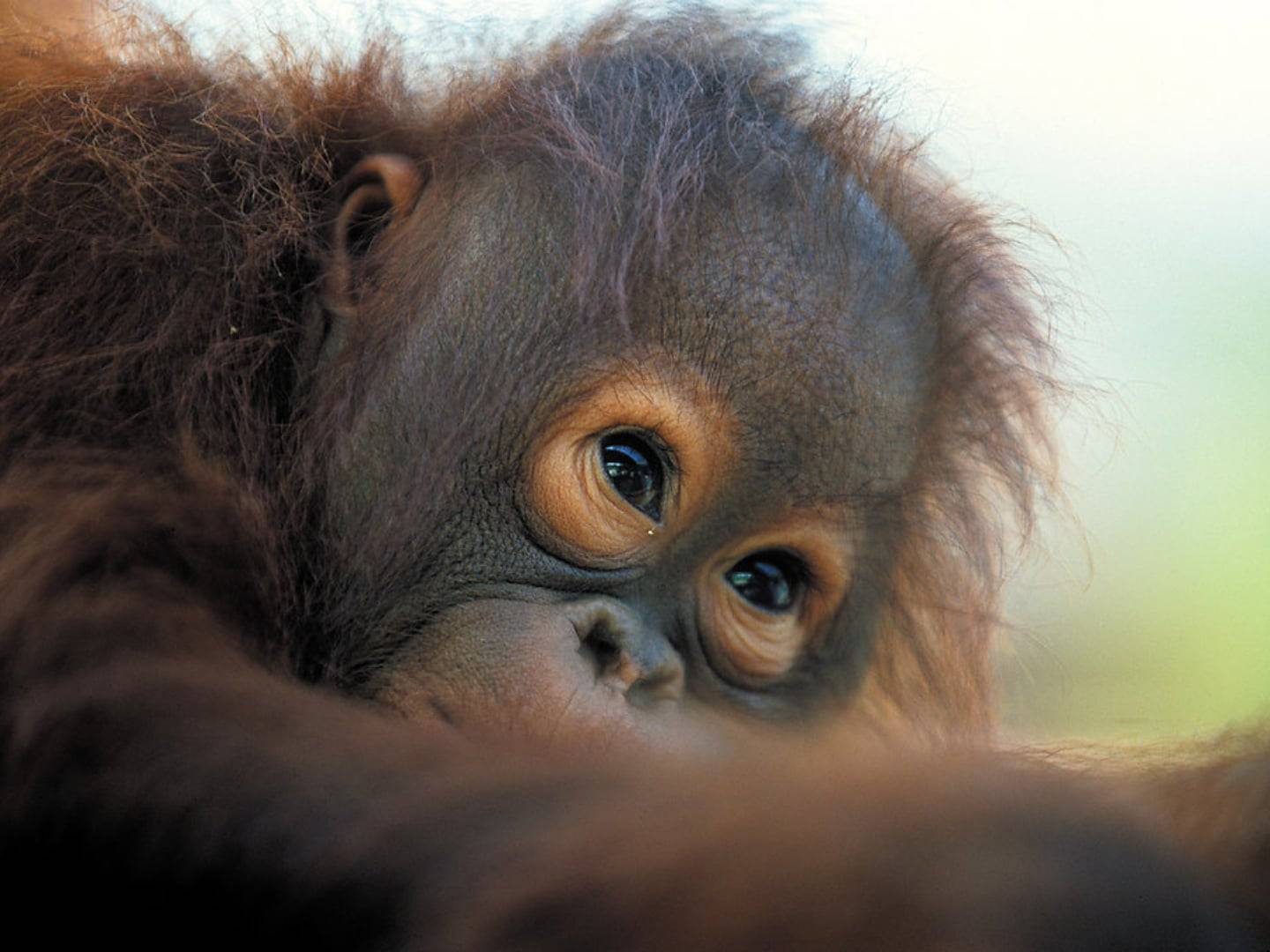 River winding through lush rainforest in Sarawak, Borneo, with wooden longboats near a traditional settlement at sunset