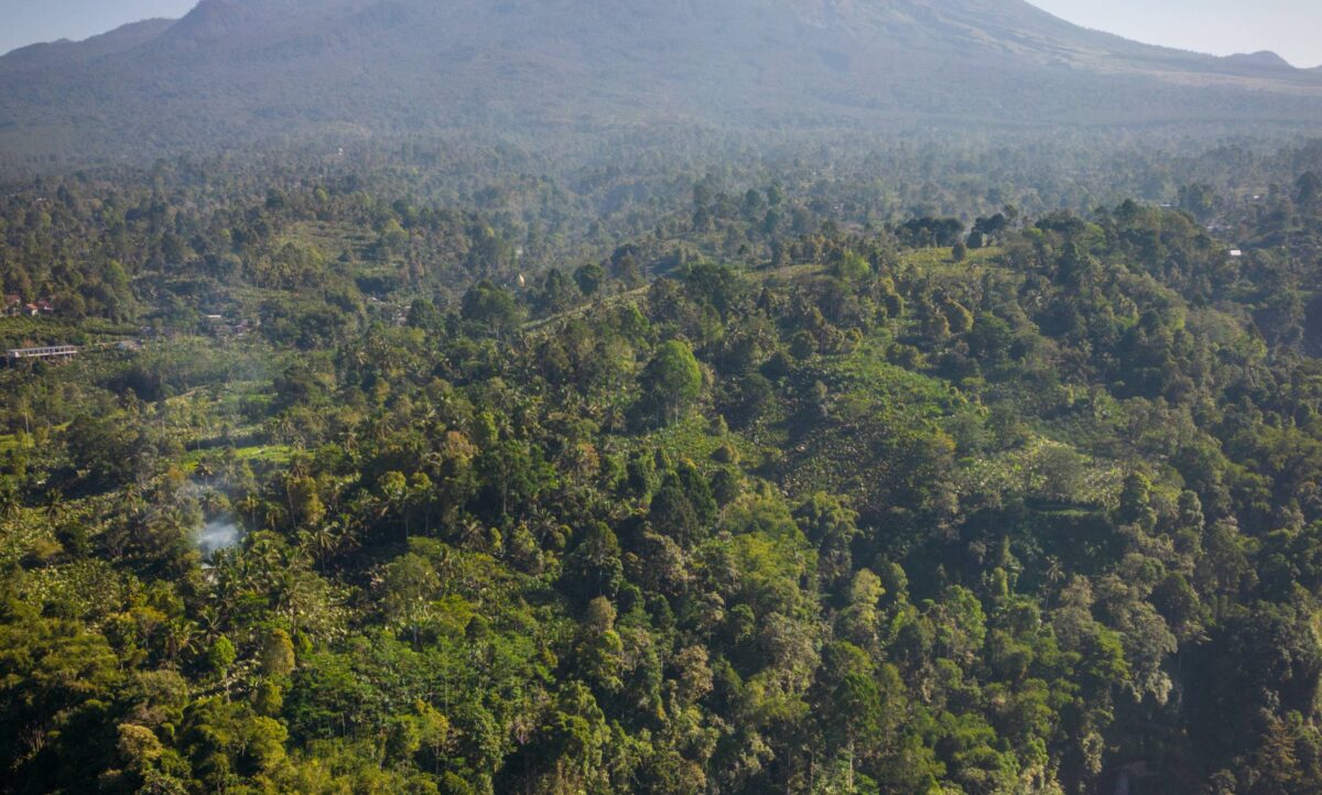 Road lined with tropical vegetation leading towards the Mount Ijen region in East Java