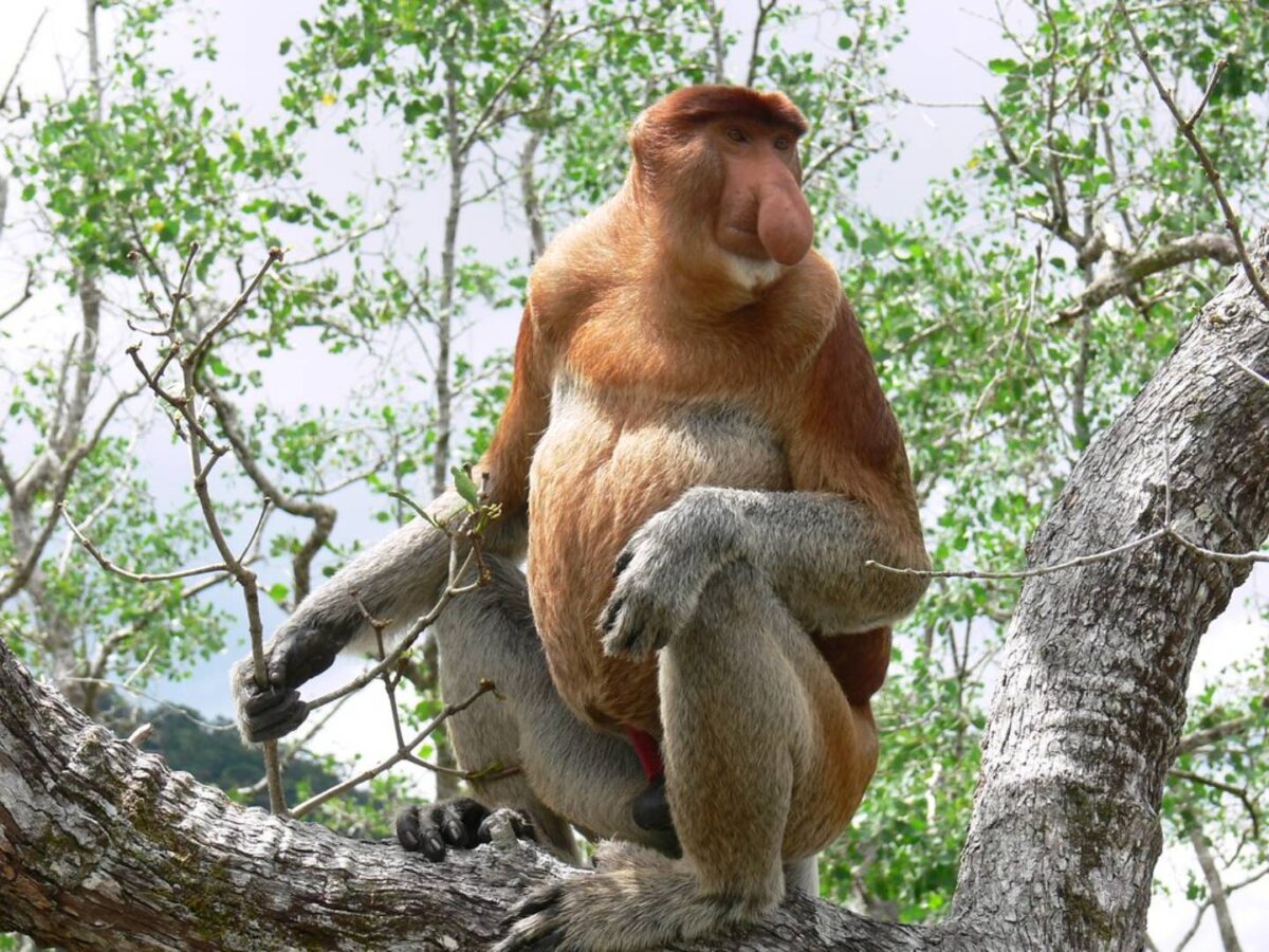 Rocky coastline and jungle-covered hills of Bako National Park meeting the South China Sea