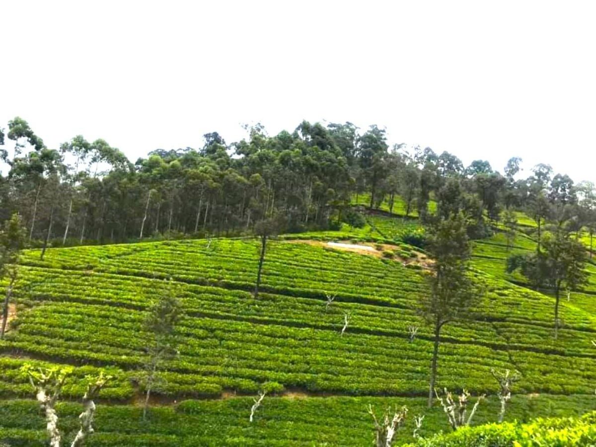 Rolling tea plantations surrounding Nuwara Eliya with workers picking tea leaves on terraced green hills under cloudy skies