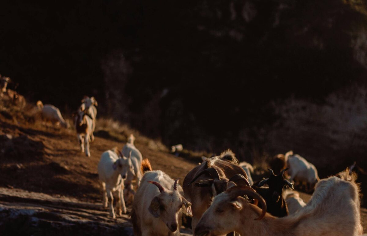 Rural farm and vineyards on the hills around Arsaköy village with mountains in the background