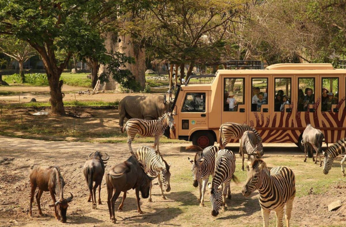 Safari bus driving past giraffes and zebras in a tropical landscape at Bali Safari Park