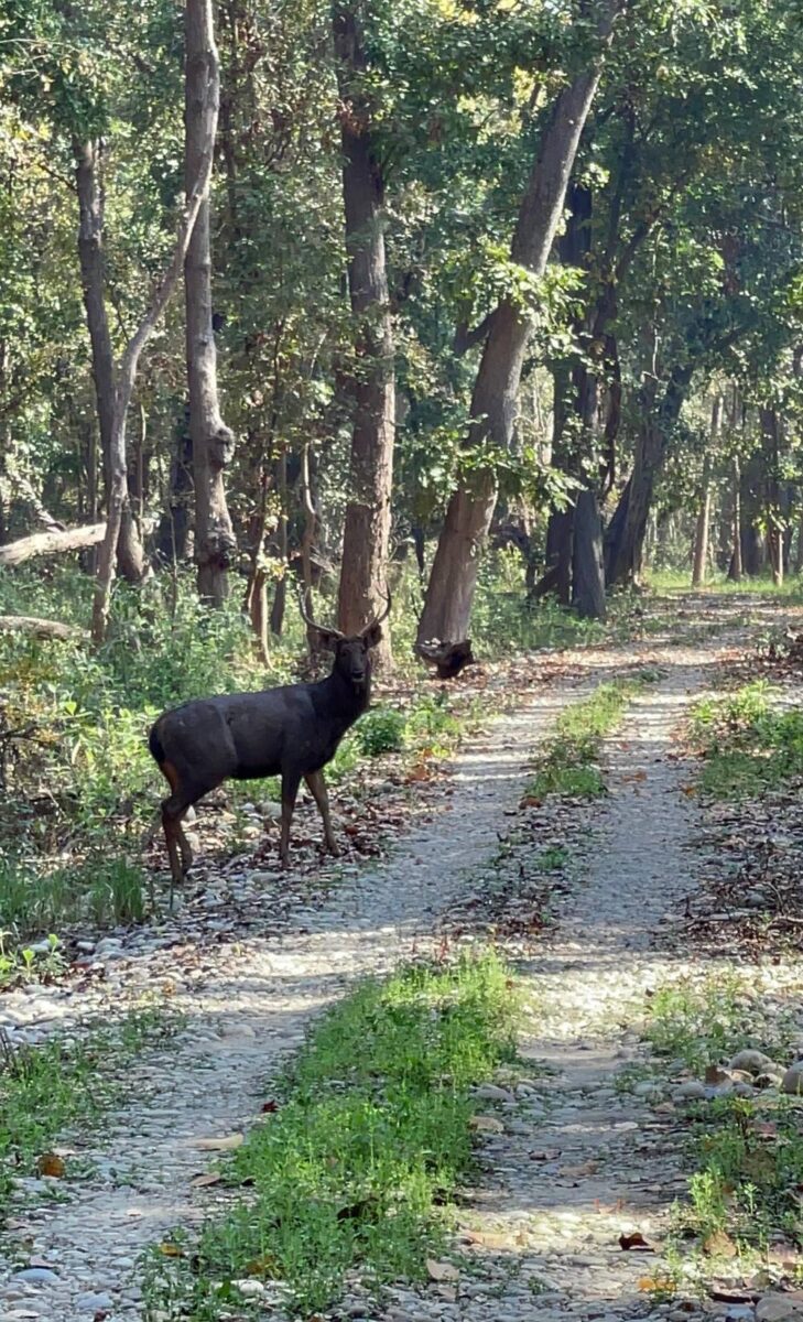 Safari guests observing a herd of wild elephants and a rhinoceros near a river in Bardia National Park