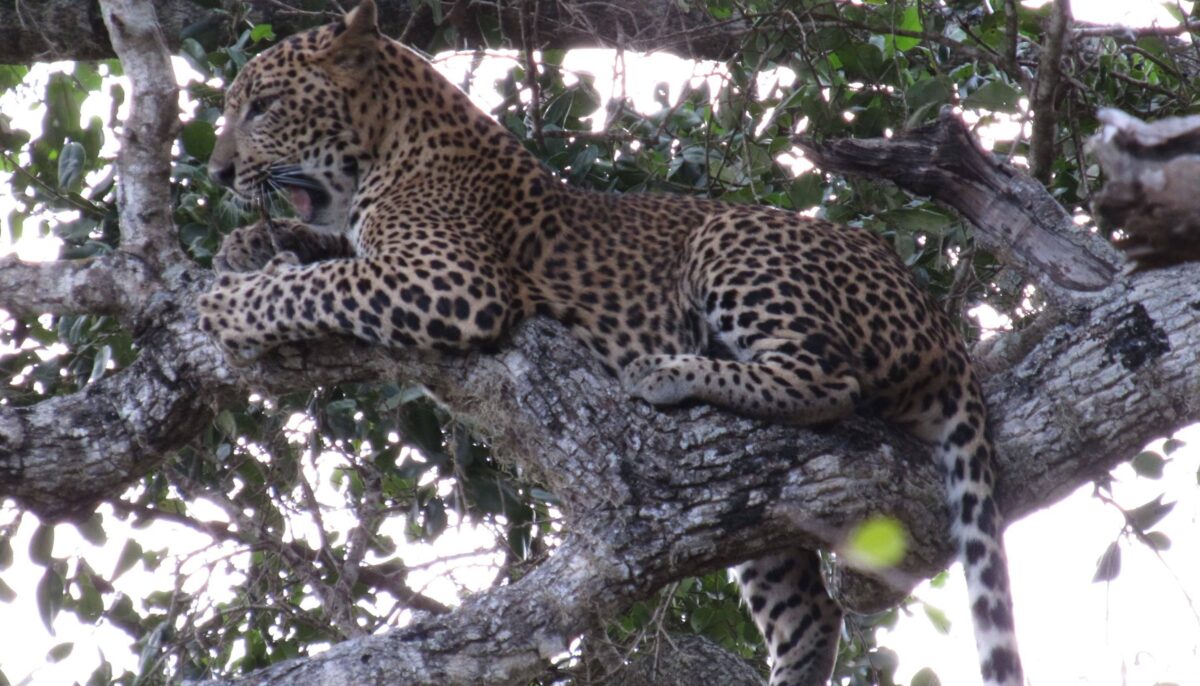Safari jeep watching a leopard walking through the dry bush in Yala National Park in Sri Lanka