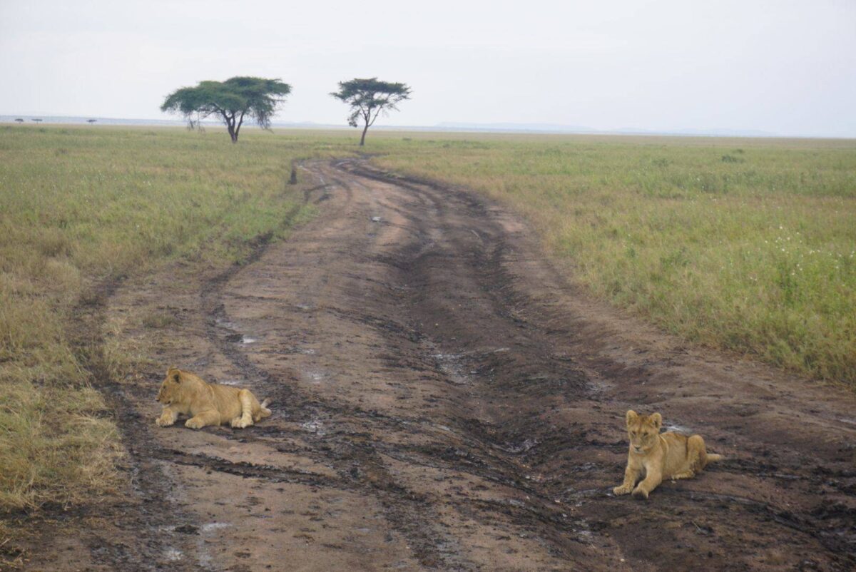 Safari vehicle at sunrise in the Serengeti with golden light over the grasslands and distant acacia trees