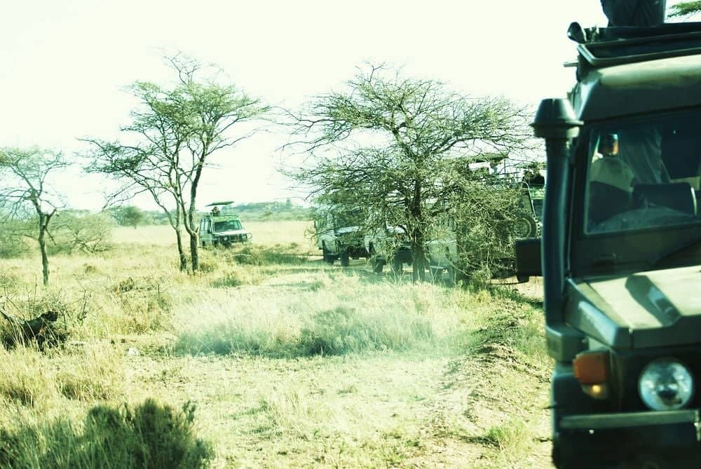 Safari vehicle driving across endless grass plains with acacia trees in Serengeti National Park