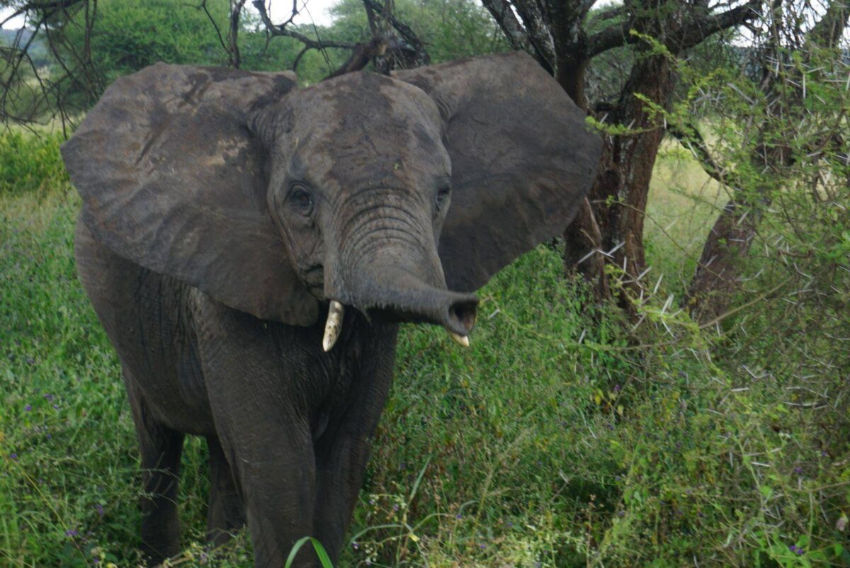 Safari vehicle driving past large baobab trees and elephants in Tarangire National Park
