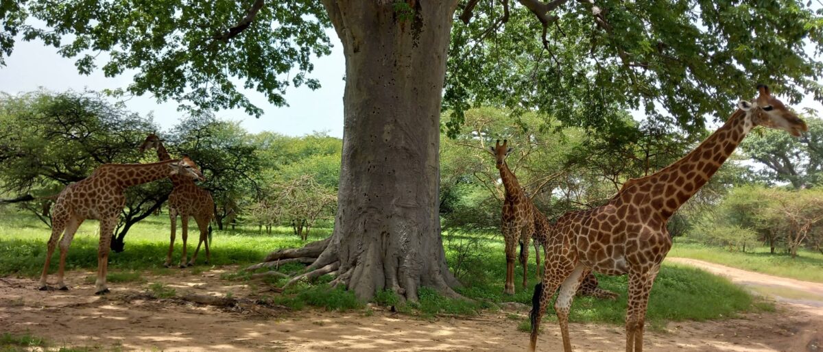 Safari vehicle driving through Bandia Reserve in Senegal, passing giraffes and baobab trees under a clear blue sky
