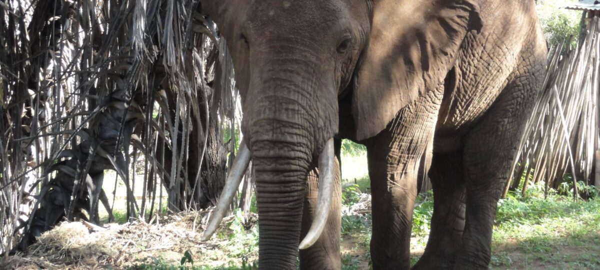 Safari vehicle driving through Tsavo East National Park with elephants in the distance