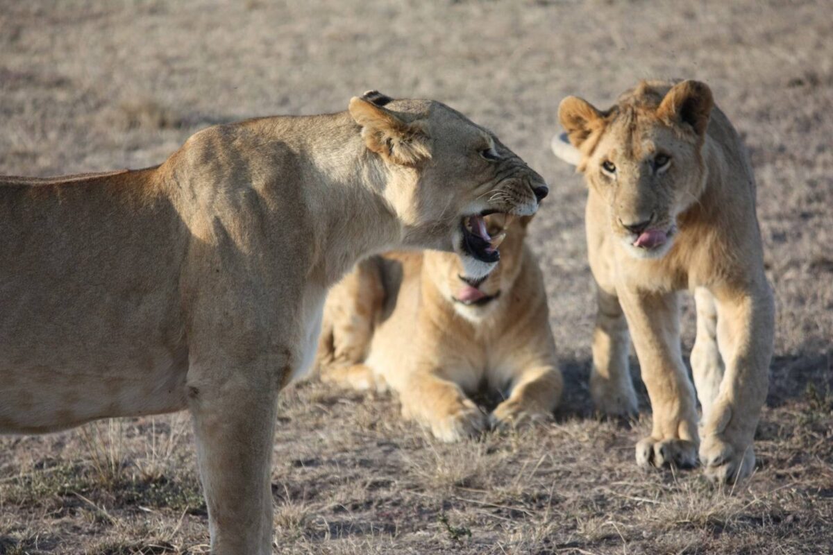 Safari vehicle in Maasai Mara observing a herd of wildebeest and zebras on rolling grass plains at sunrise.