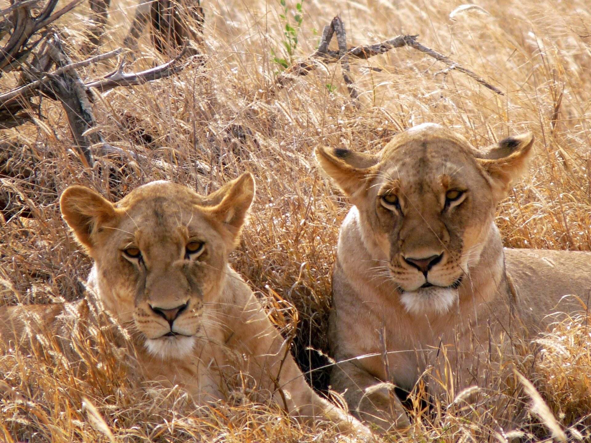 Safari vehicle observing wildlife on the savannah at sunset in Kenya, with acacia trees and distant hills under a glowing sky.