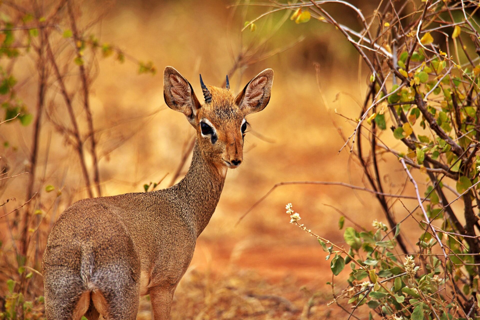 Safari vehicle watching elephants and other wildlife on the open savannah plains of the Masai Mara in Kenya under a wide blue sky