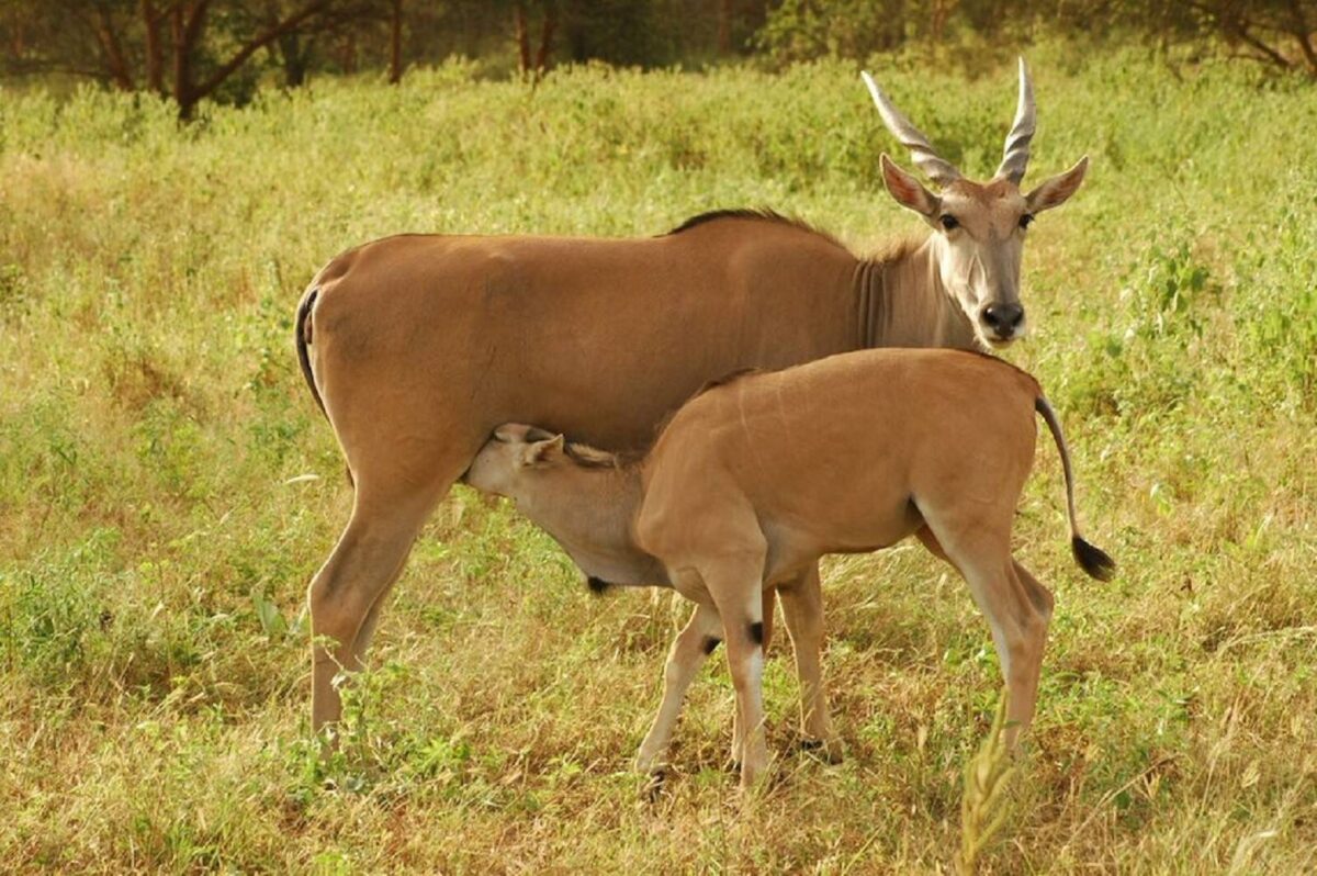 Safari vehicle watching giraffes and antelopes among baobab trees in Bandia Reserve, Senegal