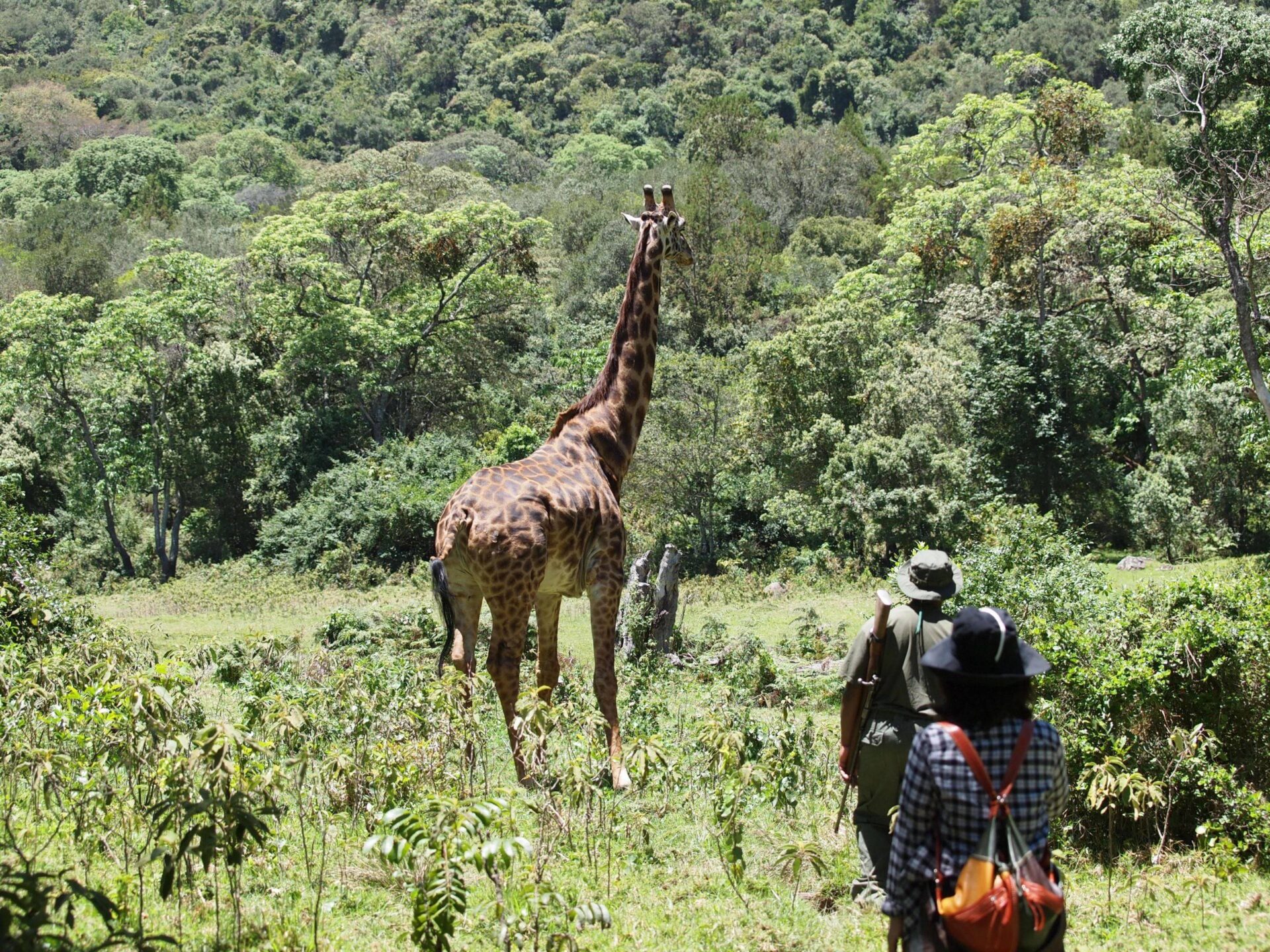 Scenic Kenyan savannah with acacia trees and distant hills under a golden sunset sky, symbolising a walking and wildlife safari adventure