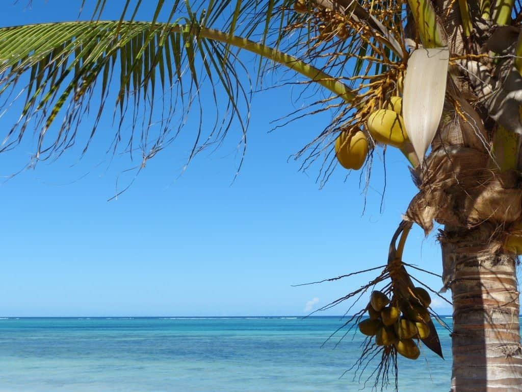 Scuba diver exploring a vibrant coral reef with tropical fish off the coast of Zanzibar