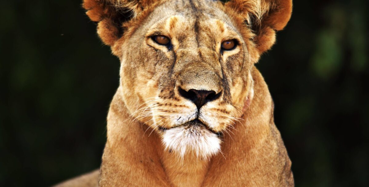 Shaded garden and guesthouse buildings at Karen Little Paradise near Nairobi, Kenya, on a sunny day