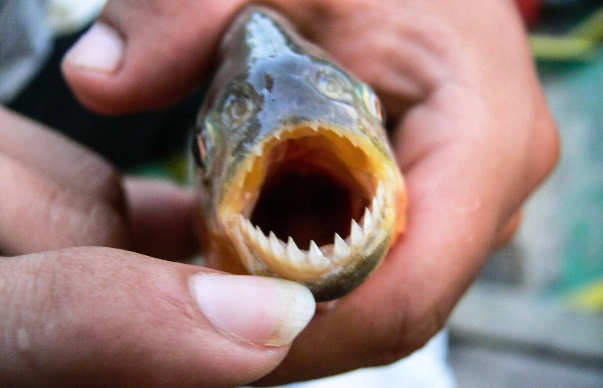 Small motorboat on the Yacuma River in the Bolivian Pampas, with capybaras and birds along the grassy riverbanks at sunset