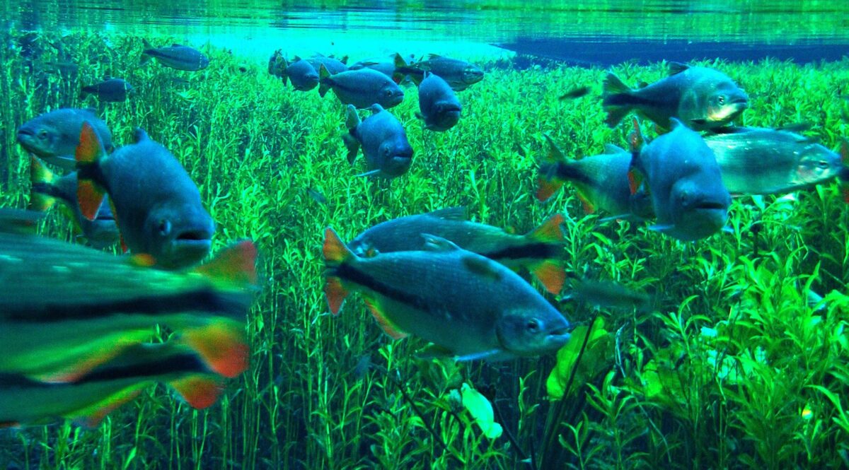 Snorkeler drifting in the clear waters of Rio da Prata among colorful fish and submerged tree roots