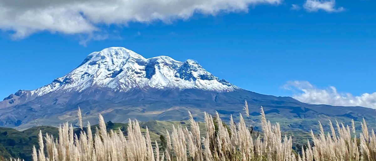 Snow-covered Chimborazo volcano rising above high Andean plains with grazing vicuñas