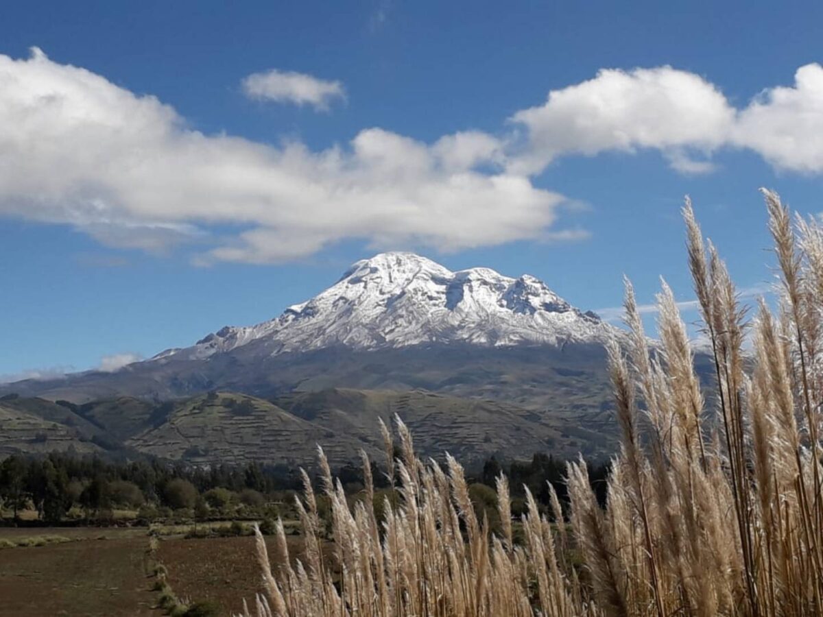 Snow-covered Chimborazo volcano towering above golden páramo grassland with grazing vicuñas