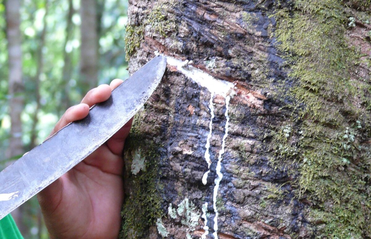 Stone ruins of the former rubber-boom town Airão Velho partly overgrown by jungle plants near the Rio Negro