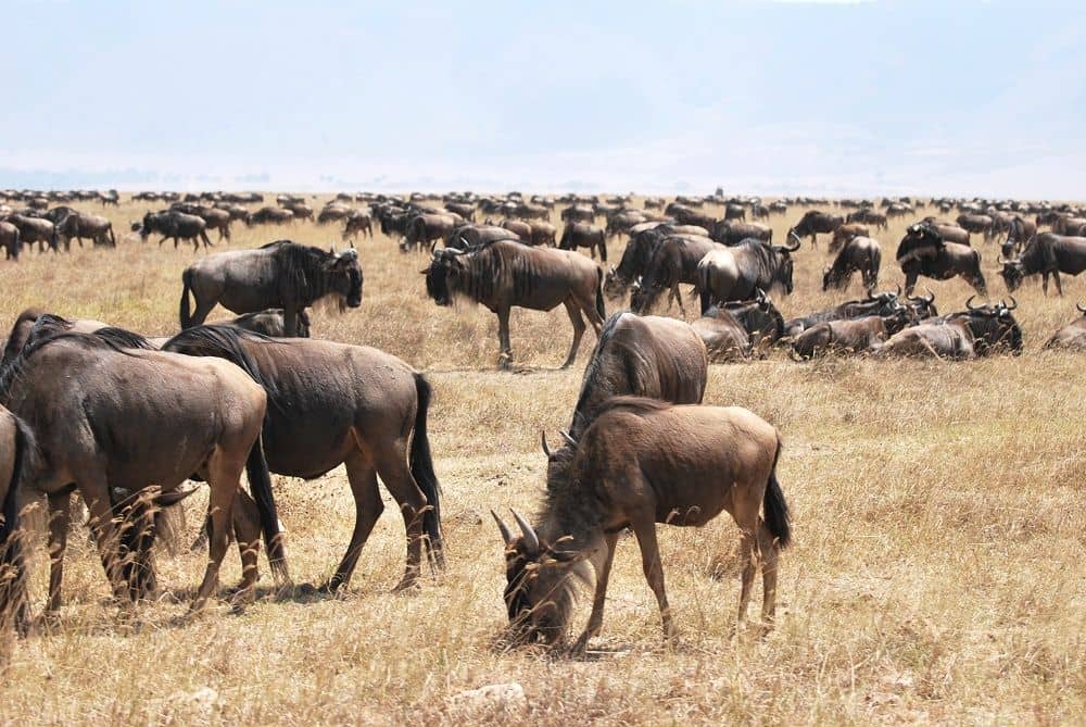 Sunrise over the Serengeti with a safari vehicle silhouetted against the horizon