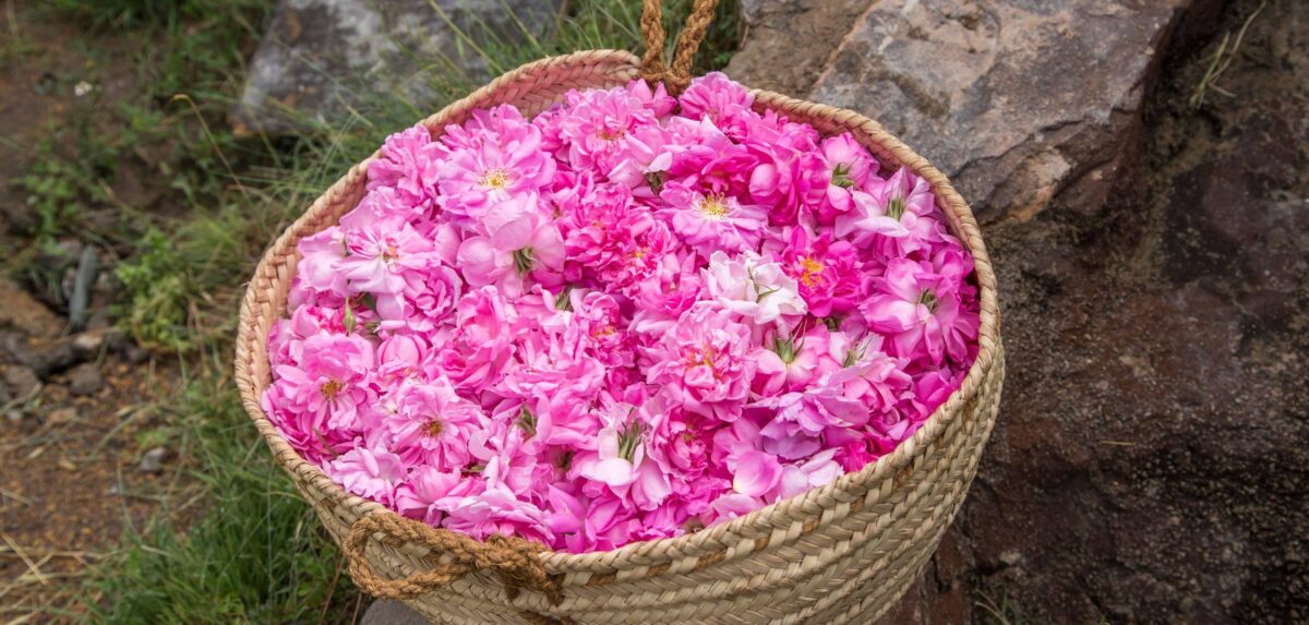 Terraced fields and villages on the slopes of Jebel Akhdar in Oman overlooking deep mountain valleys