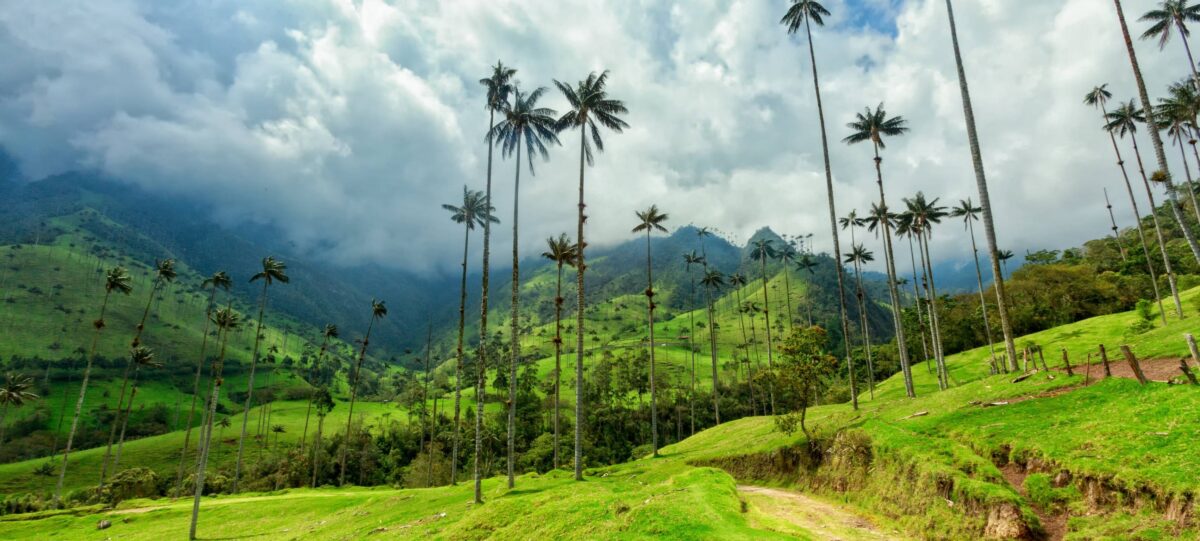 Towering wax palm trees dotted across a green valley in the Cocora Valley under misty mountains