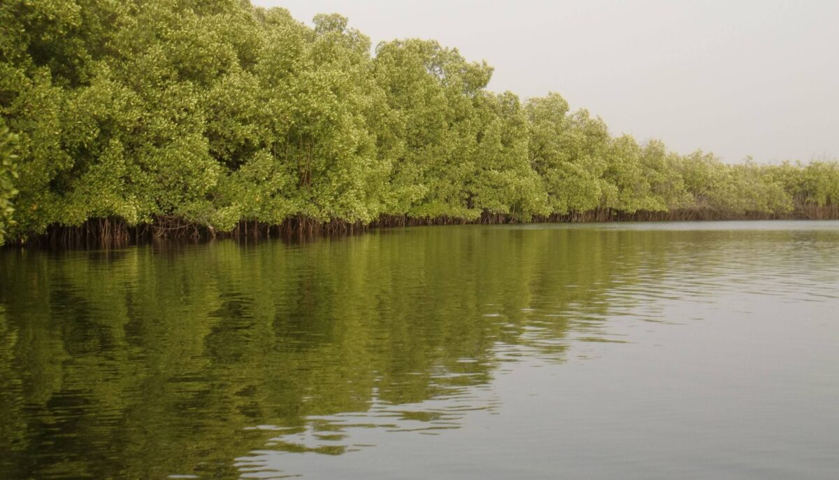 Traditional motorized pirogue navigating a narrow mangrove channel in the Saloum Delta at sunset