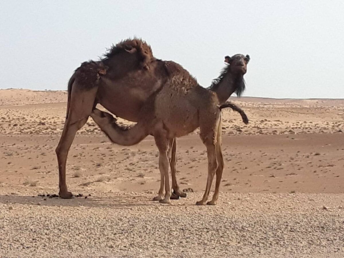 Traditional troglodyte house carved into the earth in the village of Matmata, Tunisia